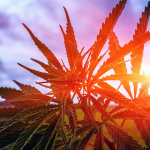 holistic treatment with cannabis