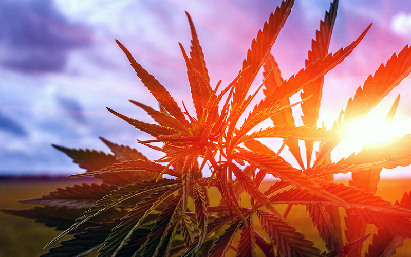 holistic treatment with cannabis