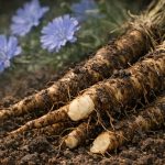 chicory root fiber prebiotic