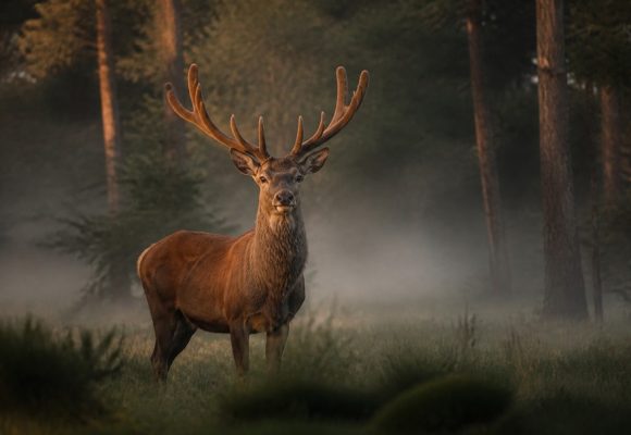 DOES DEER ANTLER VELVET BOOST HGH OR HELP ATHLETES?